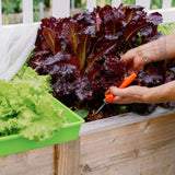 Person tending to a garden with a close-up of leafy greens and a hand using a Harvesting Pruning Shears | 185 mm.