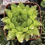 Haworthia cooperi plant in a pot with a blurred background