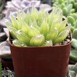 Haworthia cooperi plant in a brown pot among other plants