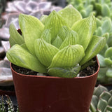 Haworthia cymbiformis var. obtusa plant in a red pot surrounded by other plants