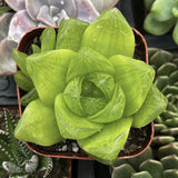 Haworthia cymbiformis var. obtusa plant in a pot with other plants in the background