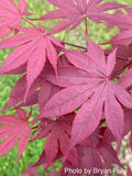 Close-up of vibrant Japanese Maple ' Hefner's Red ' leaves with a blurred green background