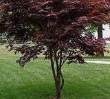 Japanese Maple ' Hefner's Red ' with purple foliage on a grassy lawn