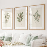 Three framed botanical prints on a wall above a white sofa with green cushions.