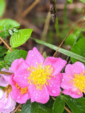 Herbal Face Cleanser – Natural Rose | Ancient Oil Cleansing for Radiant Skin