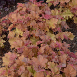 Heuchera x villosa 'Caramel' PP16560 Coral Bells - Qt. Pots - Flat of 10