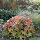 Heuchera x villosa 'Caramel' PP16560 Coral Bells - Qt. Pots - Flat of 10