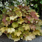 Heuchera x villosa 'Caramel' PP16560 Coral Bells - Qt. Pots - Flat of 10