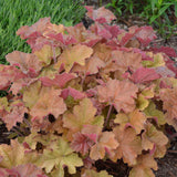 Heuchera x villosa 'Caramel' PP16560 Coral Bells - Qt. Pots - Flat of 10