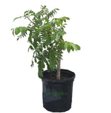 Red Spanish/Hog Plum, Ciruela, Jocote Rojo, Mombin Tree with green leaves in a black pot on a white background