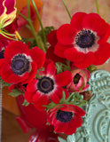 Hollandia Anemone de Caen