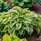 Hosta Shadowland® 'Voices in the Wind' PP33265 PW® - Qt. Pots - Flat of 10