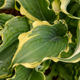 Hosta Shadowland® 'Voices in the Wind' PP33265 PW® - Qt. Pots - Flat of 10