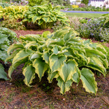 Hosta Shadowland® 'Voices in the Wind' PP33265 PW® - Qt. Pots - Flat of 10