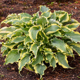 Hosta Shadowland® 'Voices in the Wind' PP33265 PW® - Qt. Pots - Flat of 10