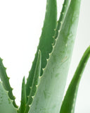 Close-up of green aloe vera plant leaves on a white background