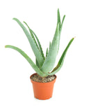 Potted aloe vera plant on a white background