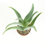 Potted aloe vera plant on a white background