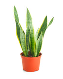 Potted snake plant with green leaves and a red pot on a white background