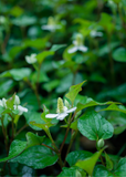 White Giâp Cá, Fish Mint (Houttuynia cordata) flowers with green leaves in a natural setting