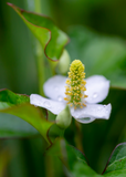 White Giâp Cá, Fish Mint (Houttuynia cordata) flower with yellow center surrounded by green leaves on a blurred green background