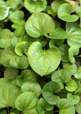 Close-up of green Giâp Cá, Fish Mint (Houttuynia cordata) leaves with a blurred background