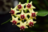 Close-up of Hoya Densifolia star-shaped flowers with green and red hues.