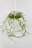 Hoya Linearis