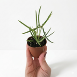 Hoya Linearis