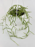 Hoya Linearis