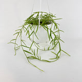 Hoya Linearis