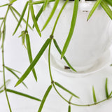 Hoya Linearis
