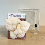 Premium Lion's Mane Mushroom Growing Kit - 5 LBS