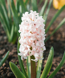 Apricot Passion Hyacinth 