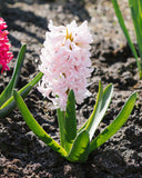 Apricot Passion Hyacinth 