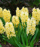 City of Harlem Hyacinth