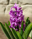 Miss Saigon Hyacinth
