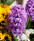 Miss Saigon Hyacinth
