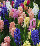 Mixed Hyacinths