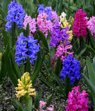 Mixed Hyacinths