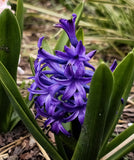 Peter Stuyvesant Hyacinth - 10 bulbs