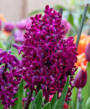 Woodstock Hyacinth