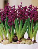 Woodstock Hyacinth