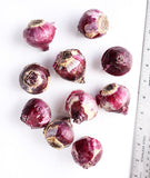 Gypsy Queen Hyacinth - 10 bulbs