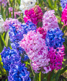 Mixed Hyacinths