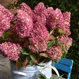Pink hydrangeas in a white bucket with a blue chair in the background