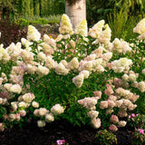 Blossoming white and pink hydrangea plant in a garden setting