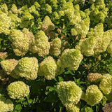 Close-up of green hydrangea flowers with leaves