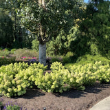 Dragon Baby™ Hardy Hydrangea
