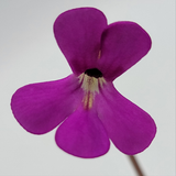 Close-up of a purple Pinguicula ehlersiae 'Victoria' flower with a white center on a light gray background